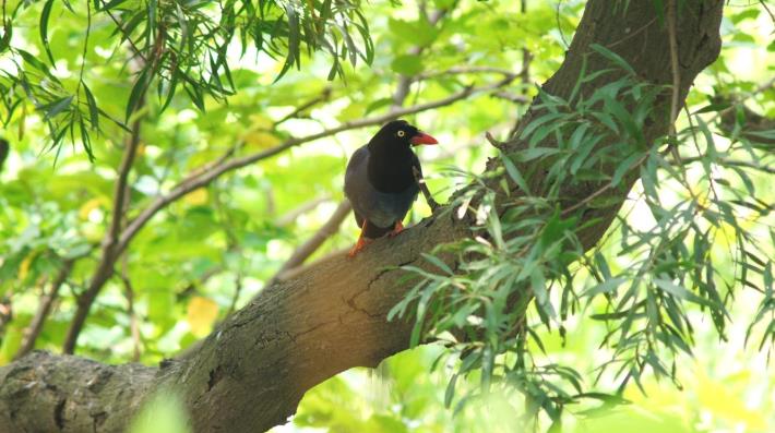 圖三、台灣藍鵲，俗稱長尾山娘，翠翼朱喙，光彩照人，屬於台灣特有種。