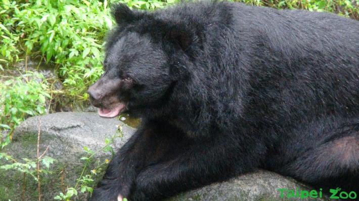 亞洲黑熊毛厚不怕小雨