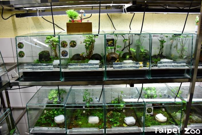 飼養箱內植栽模擬自然環境並定時灑水模擬乾雨季