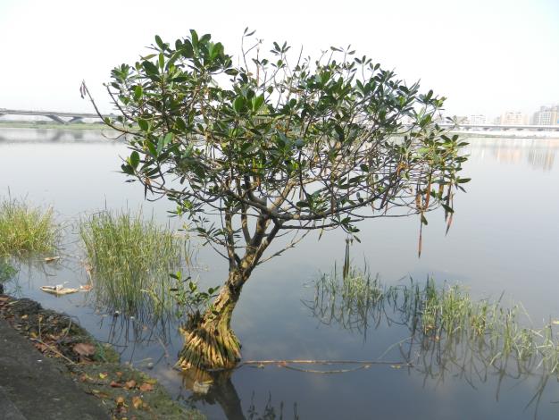 從關渡水岸公園，一路上溯到新店溪的華中橋下，都可見到水筆仔的蹤影