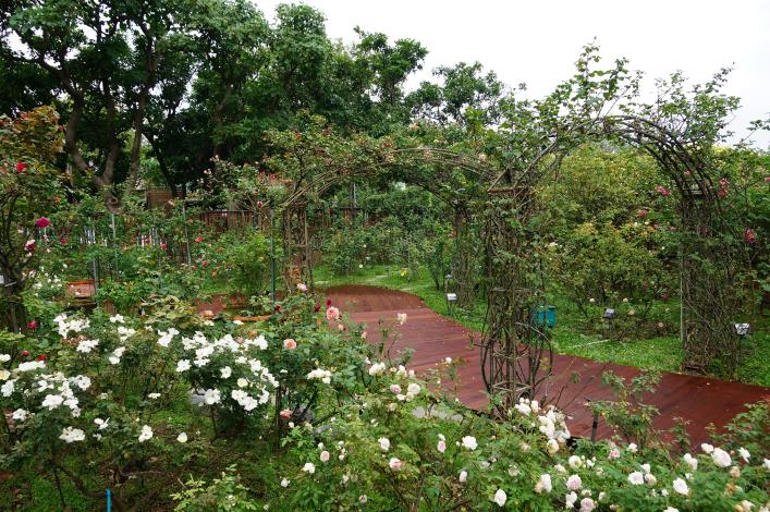 圖1、.臺北玫瑰園園內玫瑰重新修剪、木棧道亦全面汰舊換新。
