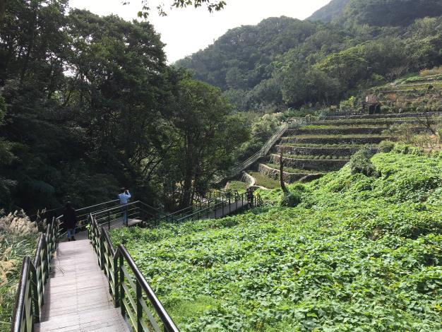 附圖2、梯田旁蜿蜒的青楓步道