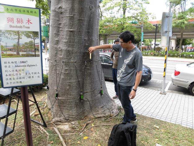 專業人員進行樹幹內部腐朽檢測