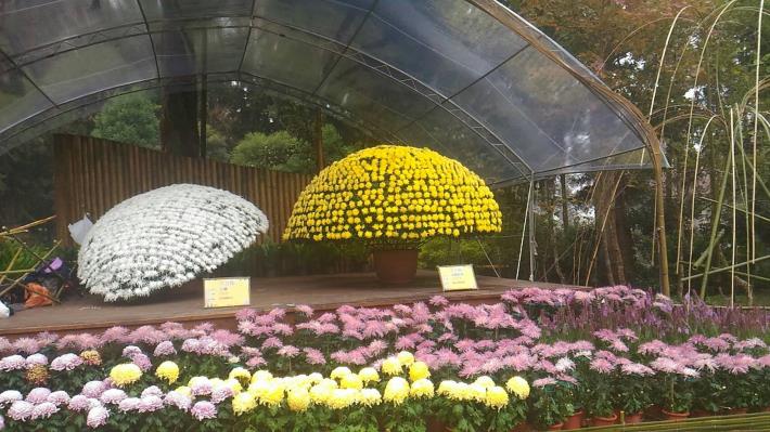 臺北、溪頭大立菊聯展展區一角-3