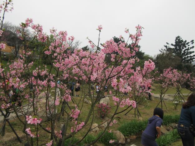 照片7. 陽明公園-新闢櫻花林於105年2月花季盛開狀況