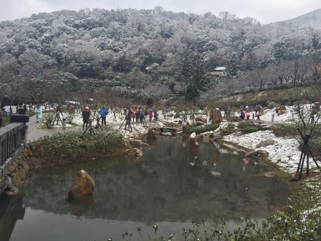 照片9.陽明公園- 105年1月23日雪景中的櫻花林與自然溪流景觀