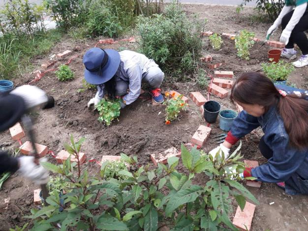 錦安里田園基地建置-錦安轉角香草園親手種植香草過程2