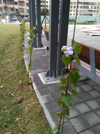 花架休息區種植爬籐類大鄧伯花