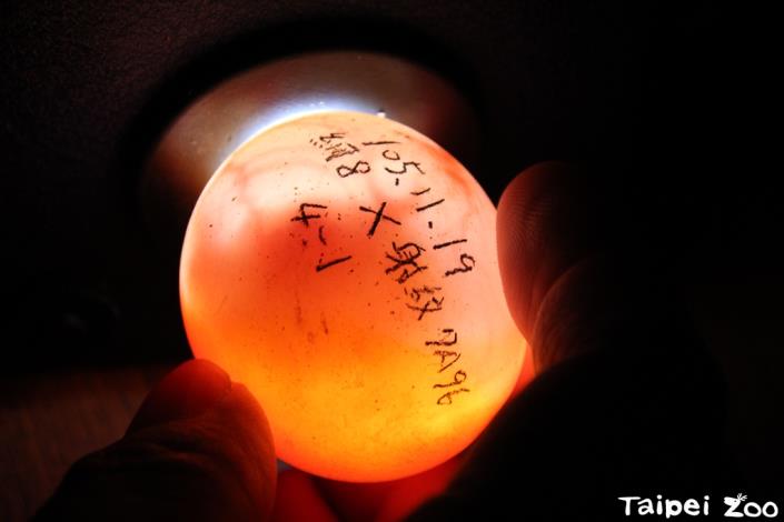 保育員定期照蛋紀錄胚胎的發育情形