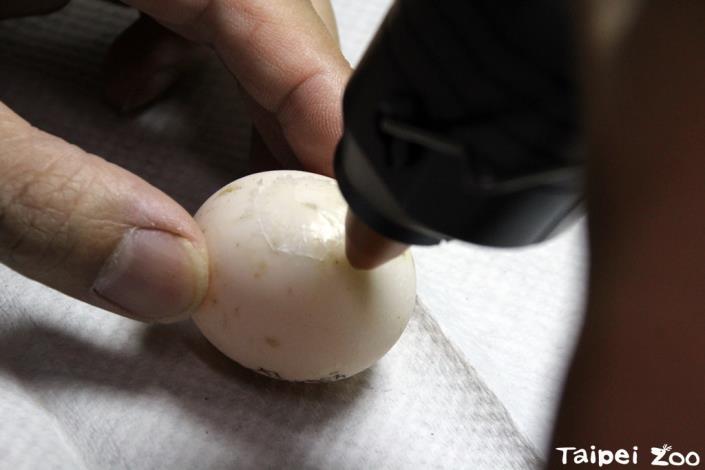 熱蠟模修補蛋殼上的小洞，隔絕外面空氣