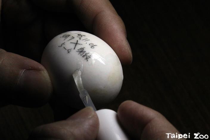 無毒指甲油修補蛋殼裂痕