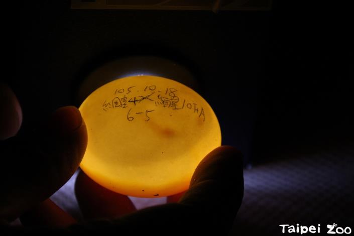 X記號表示正面朝上，兩爬類的蛋不能上下顛倒會造成胚胎終止發育