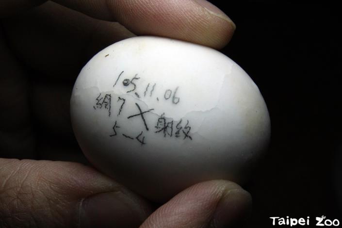 蛋殼上的小裂痕