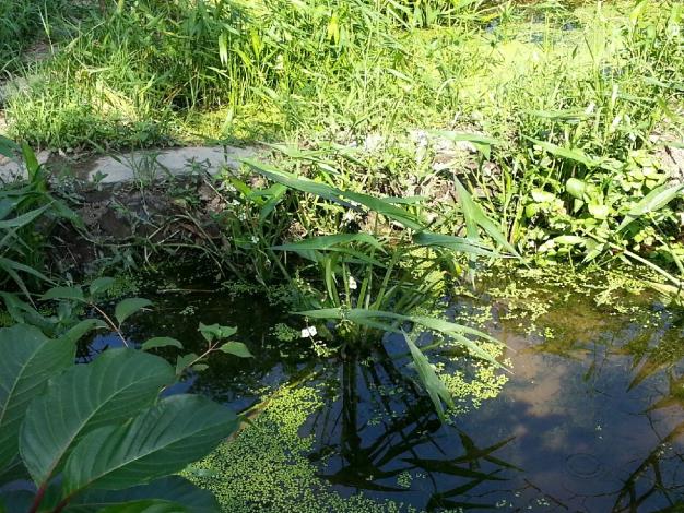 圖9、榮星花園公園生態池原生種水生植物豐富，圖為野慈姑