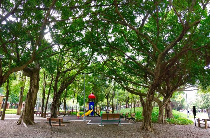 圖1、忠誠公園一隅-榕樹群