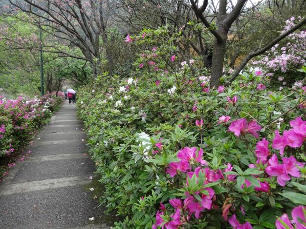 陽明山杜鵑花1