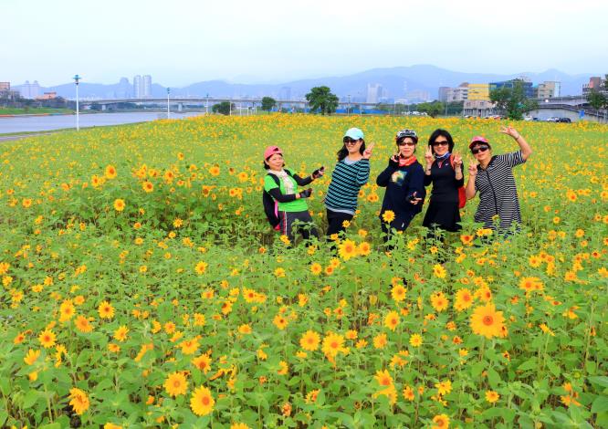 徜徉在金黃色的花海裡，宛如置身日本北海道