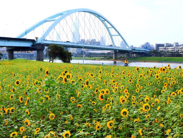 花海位於彩虹河濱內湖側麥帥二橋下