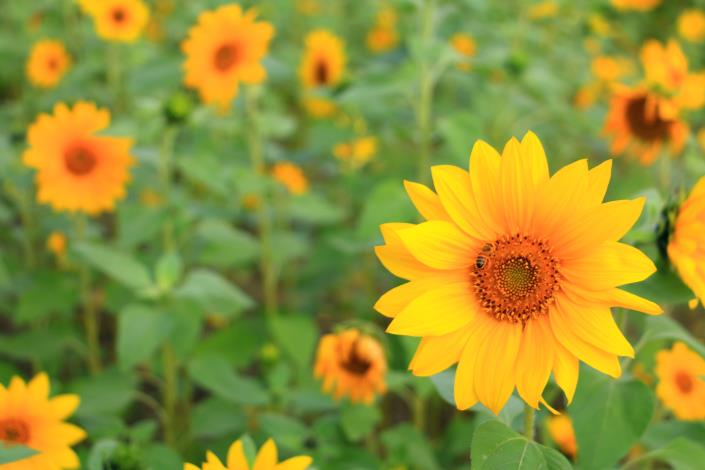 向日葵又稱是「太陽花」，花序總是向著太陽轉而得名