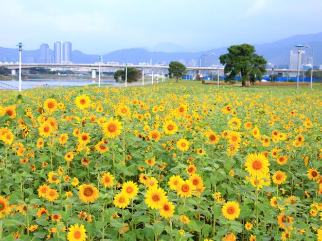 金黃色的花海，美的就像風景明信片