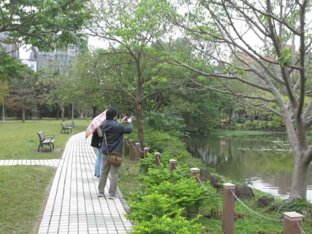 圖7、大安森林公園生態池是一處穿高跟鞋也可親近賞鳥場所