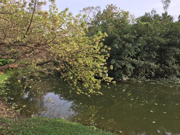 圖6、茂密的植物相是鳥類隱密的家
