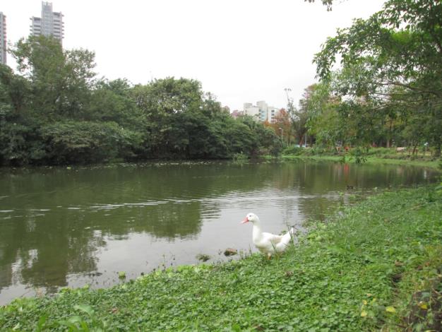 圖8、自由自在生活，這是他們的家
