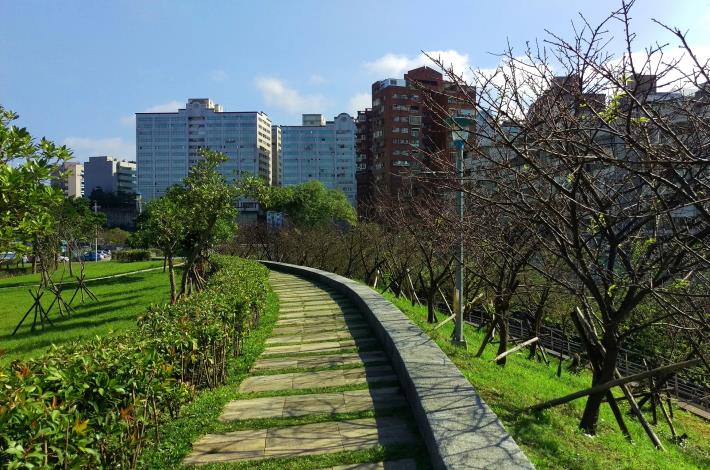 圖4、106年樂活公園櫻花含苞待放，預計於農曆年盛放。
