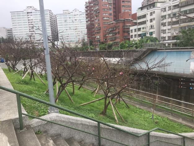 圖3、106年樂活公園櫻花含苞待放，預計於農曆年盛放。