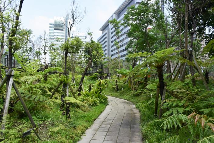 圖4.三重世貿公園翠綠的蕨類谷地園