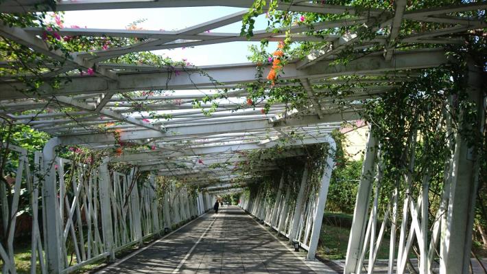 圖6、光影交錯的花之隧道，景深效果佳是攝影家愛好的景點。