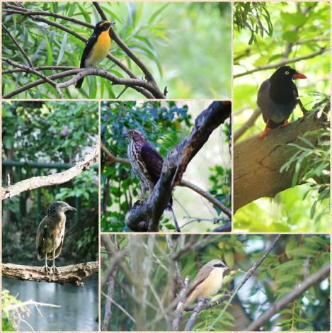 圖7、榮星生態池鳥兒豐富，是攝影家愛好的賞鳥景點