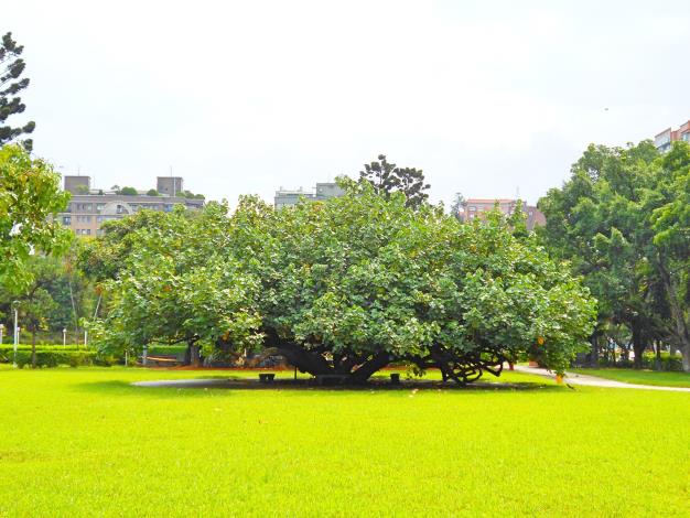 圖6、榮星花園公園的保護老樹黃槿是公園開闢前就留存的重要地標