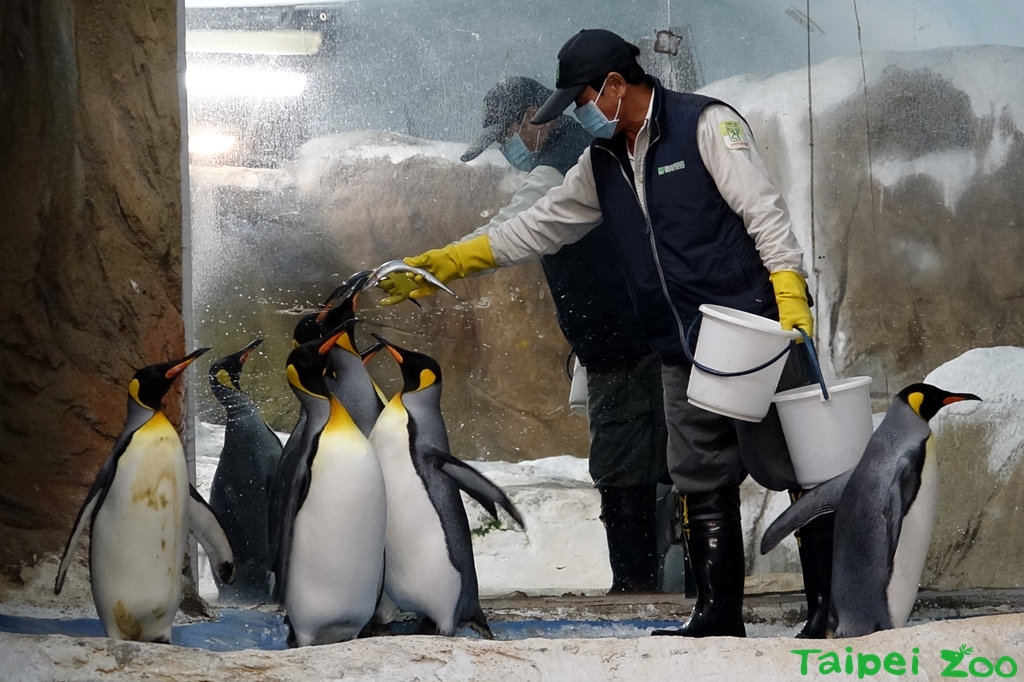 臺北市立動物園 新聞稿 國王企鵝吃相大不同 保育員耐心照養餵食