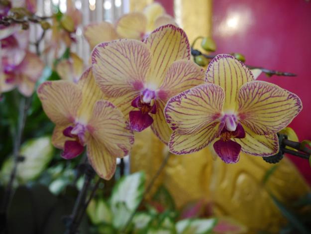 圖4.像隻翩翩飛舞的高雅蝴蝶的「黃金萬花筒」蝴蝶蘭