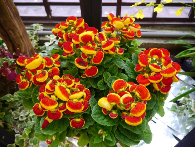 圖5.「荷包花」花型特殊，盛開時像一個個玲瓏可愛的小錢包