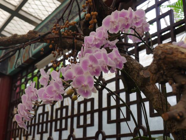 圖3.「大唇粉蝶」如穿著粉紅芭蕾舞衣的舞者，散發出恬淡靜雅的氣質