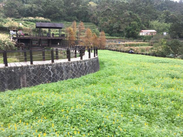沿著樟樹步道賞花觀魚