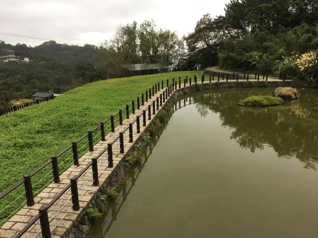 水牛漫游水塘