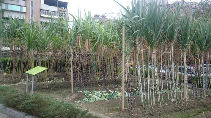 圖6.糖廍文化園區甘蔗種植區