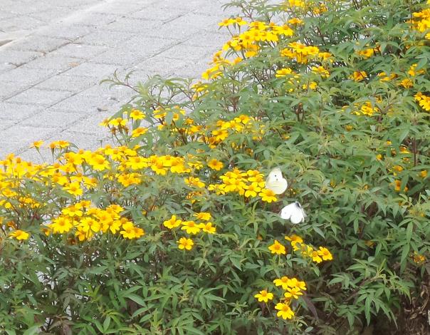 圖5.芳香萬壽菊的黃花，吸引蝴蝶的靠近
