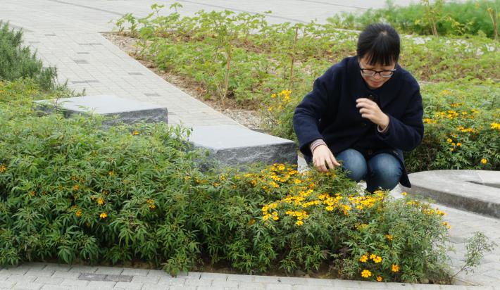 圖4.香草植物提供民眾視覺、嗅覺、觸覺等多重感受體驗