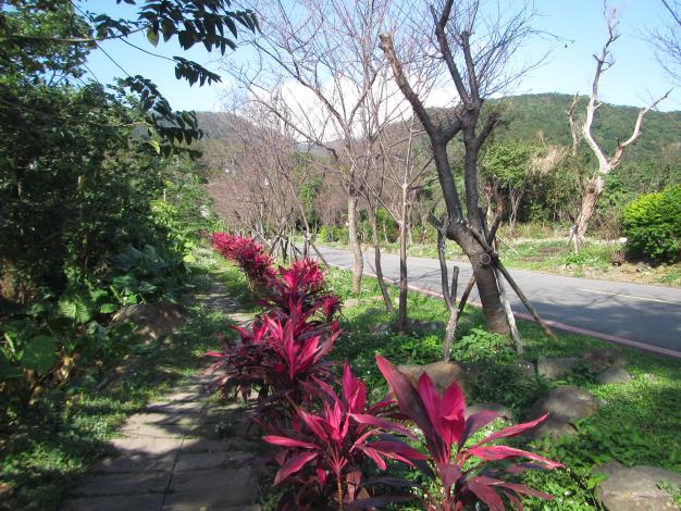 臺北市北投區大屯里復興三路櫻花隧道含苞待放現況