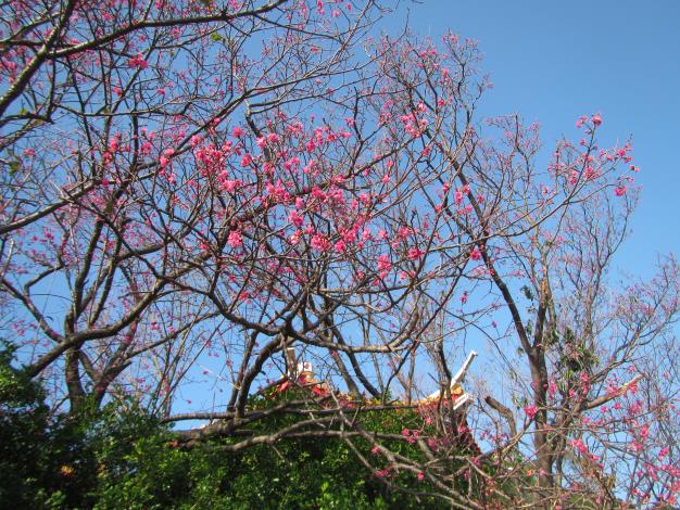 臺北市北投區大屯里吳氏宗祠山櫻開花現況