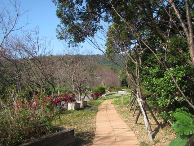 臺北市北投區大屯里復興三路櫻花隧道含苞待放現況