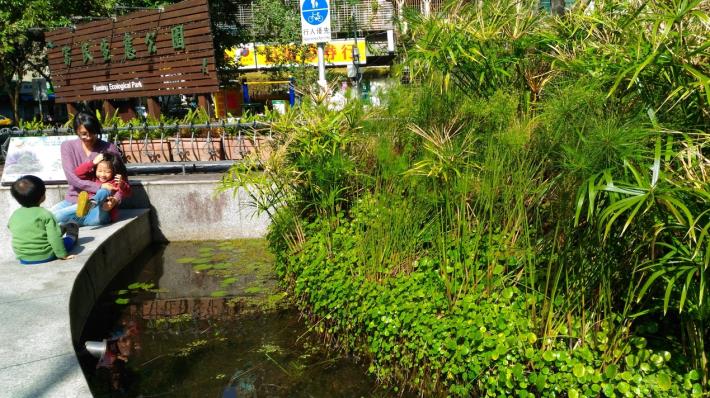 圖1、公園三民路入口處之生態池，培育許多陽性水生植物如輪傘草、銅錢草等，綠意盎然