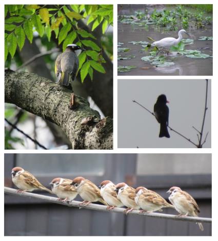 圖7、小鳥們常蒞臨公園，鳥叫聲充滿園區，熱鬧極了(王甫文里長攝)