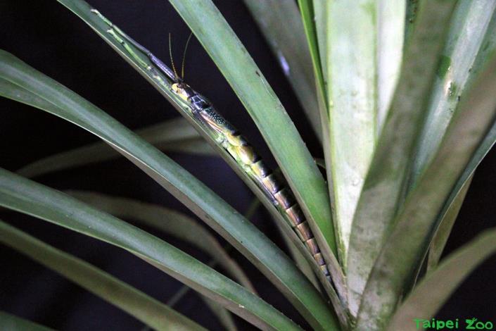 津田氏竹節蟲喜愛躲藏在林投樹葉的葉鞘中休息，因此不易被發現