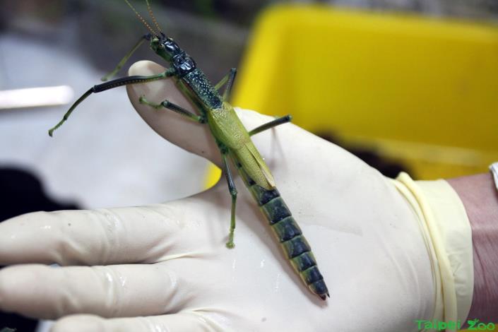 津田氏大頭竹節蟲