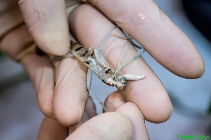 津田氏竹節蟲脫皮時，可以看見儲存液體的囊袋